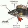 Охарактеризуйте строение и функции систем органов рыб